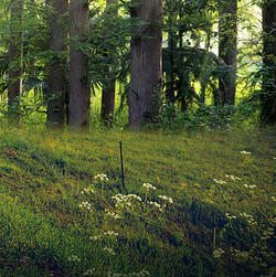 forest forest